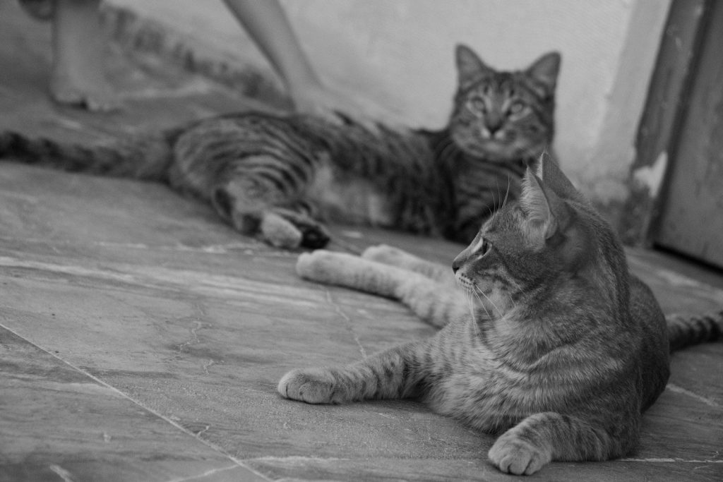 A couple of cats laying on top of a floor