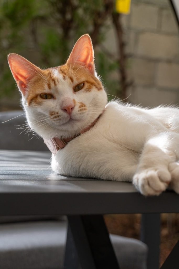 A white and orange cat lies on a table.