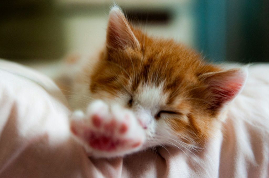 an orange and white kitten sleeping on a bed