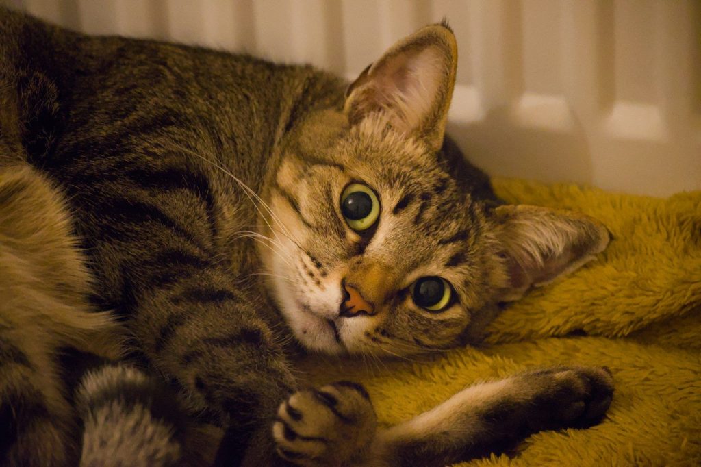 A tabby cat rests on a fuzzy blanket.