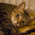 A tabby cat rests on a fuzzy blanket.