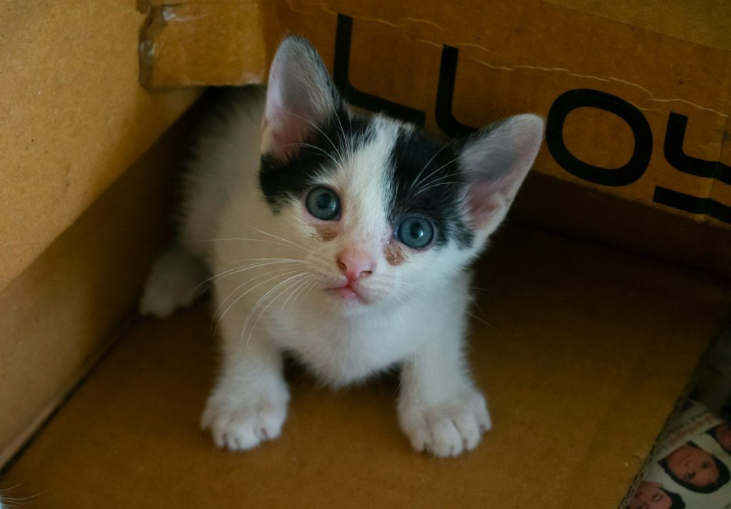 A black and white kitten sitting in a cardboard box
