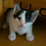 A black and white kitten sitting in a cardboard box