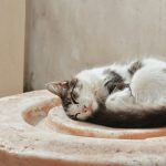 white and black cat lying on brown concrete round table