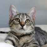 silver tabby cat on white textile