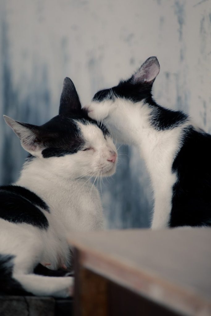 a couple of cats