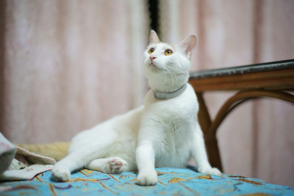 a white cat sitting on top of a chair