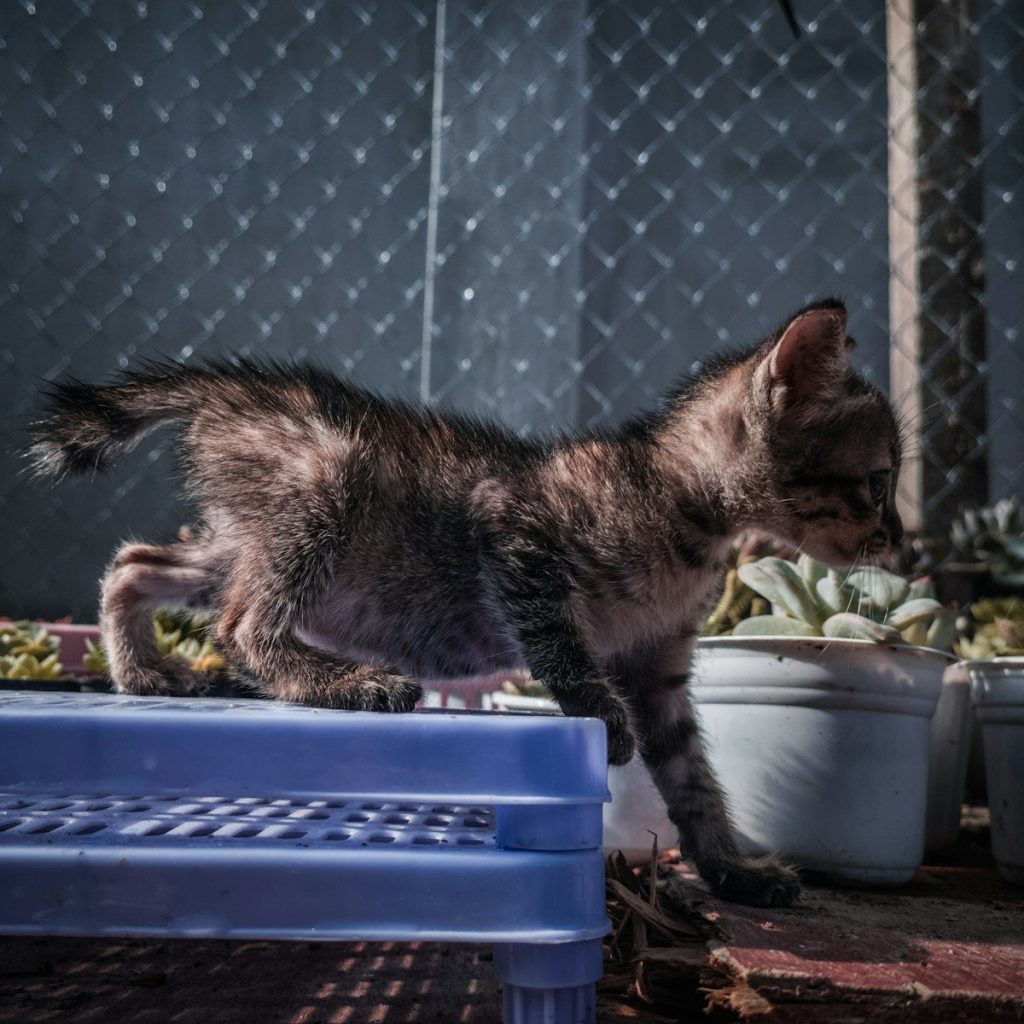 a cat lying on a blue crate