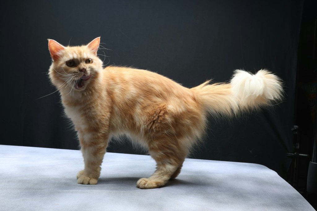 An orange cat standing on top of a table
