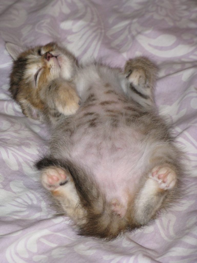 a kitten laying on its back on a bed