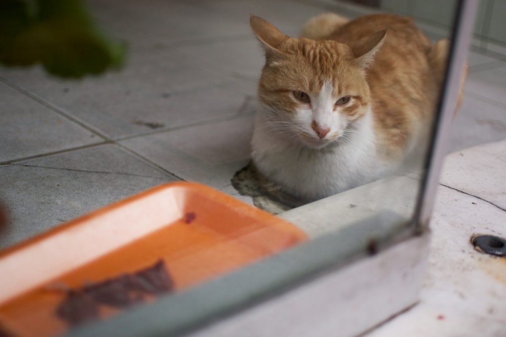 an orange and white cat sitting in front of a mirror