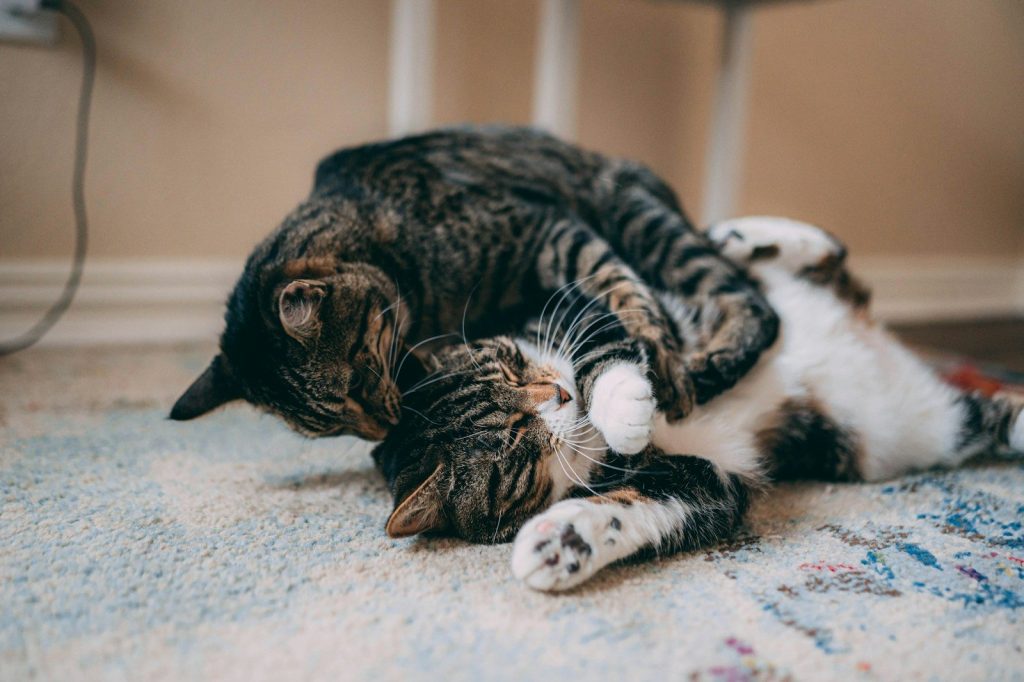 black and white tabby cat lying on white textile