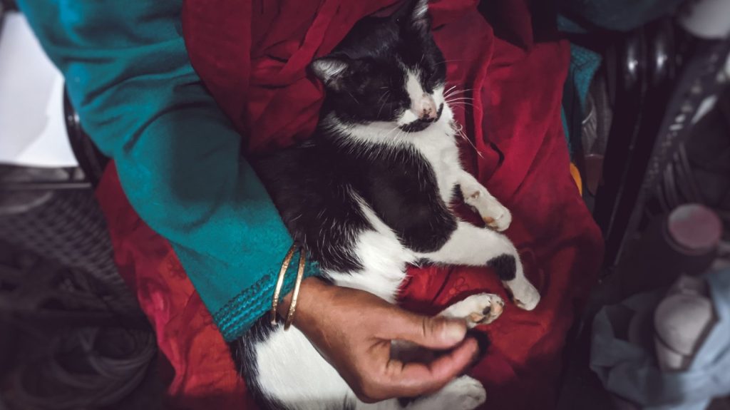 tuxedo cat on red textile
