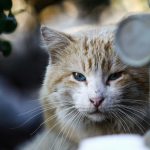 A cat looks at the viewer with one eye.