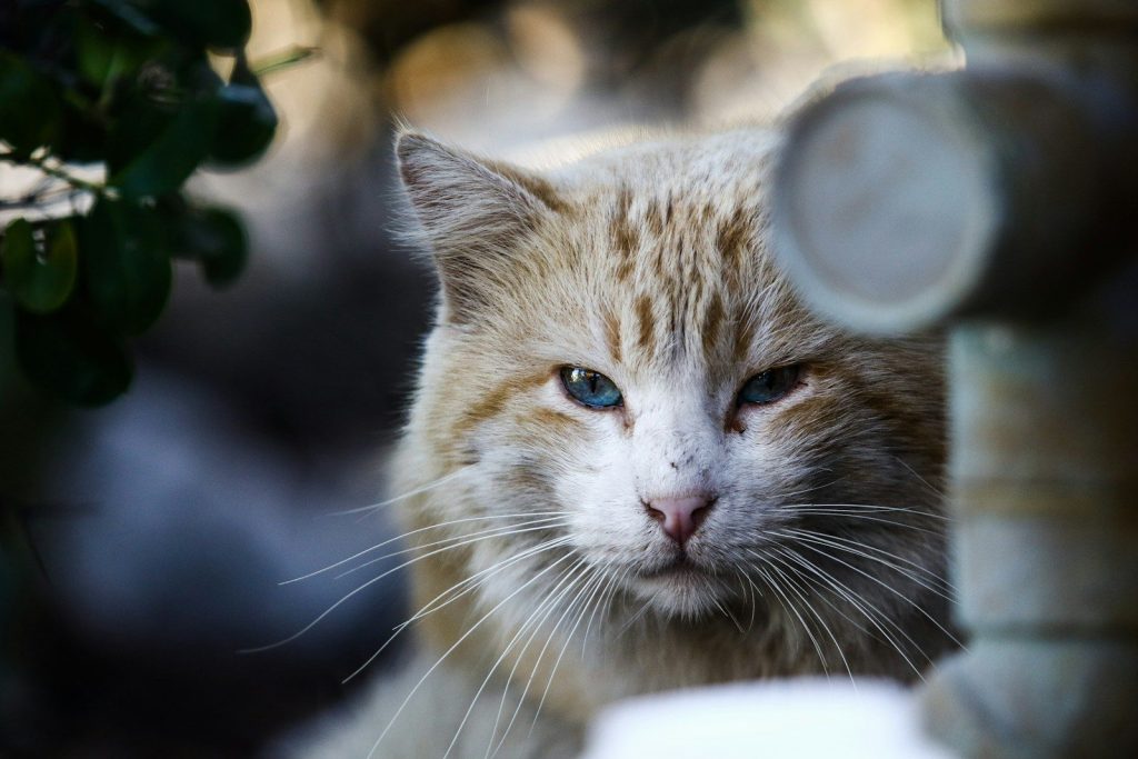 A cat looks at the viewer with one eye.