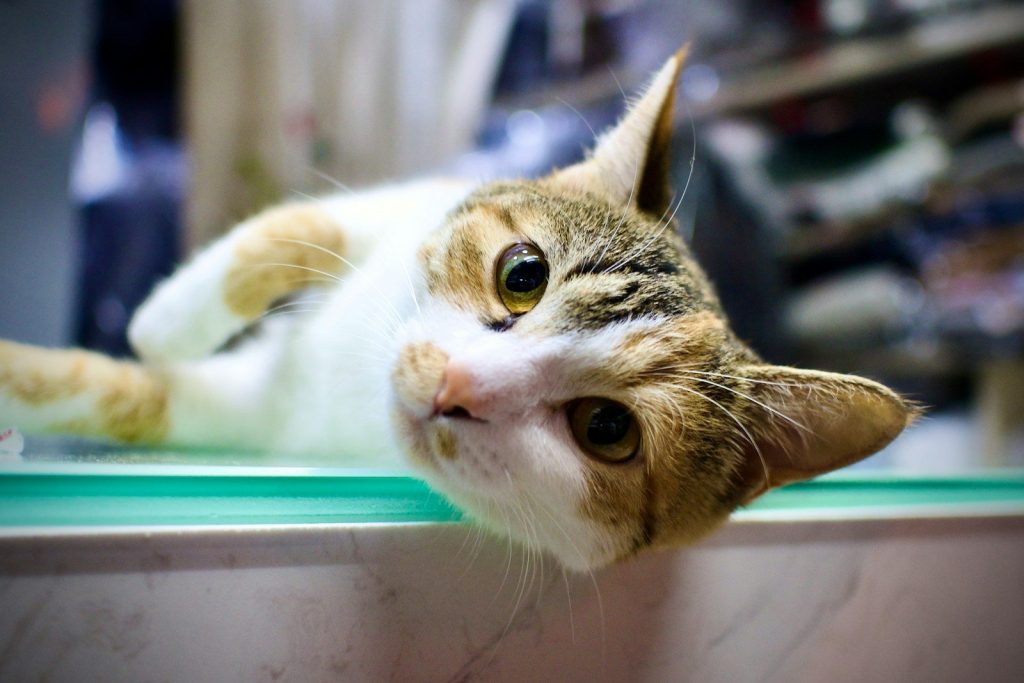 a cat lying on a table