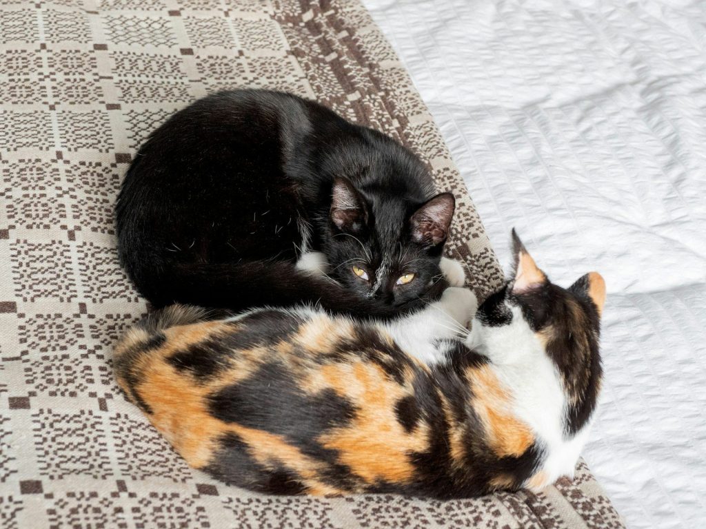 Two cats sleeping together on a patterned blanket
