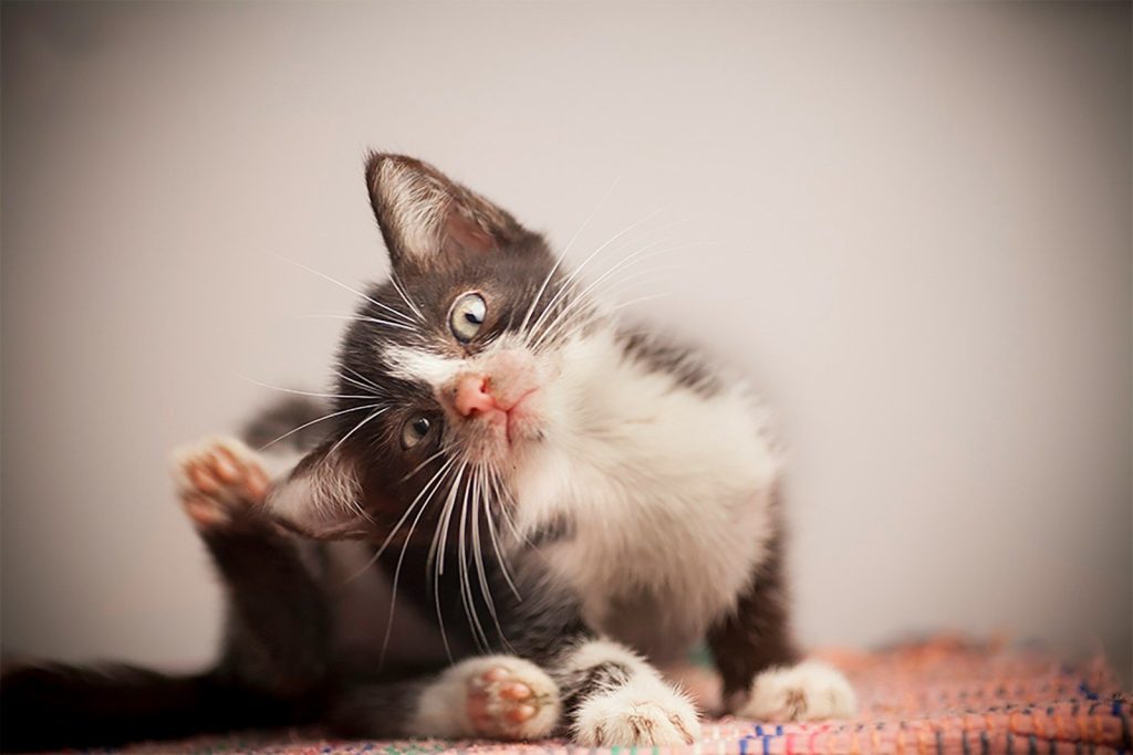 black and white kitten on brown textile