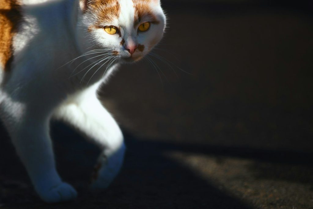 A white and orange cat walks in sunlight.