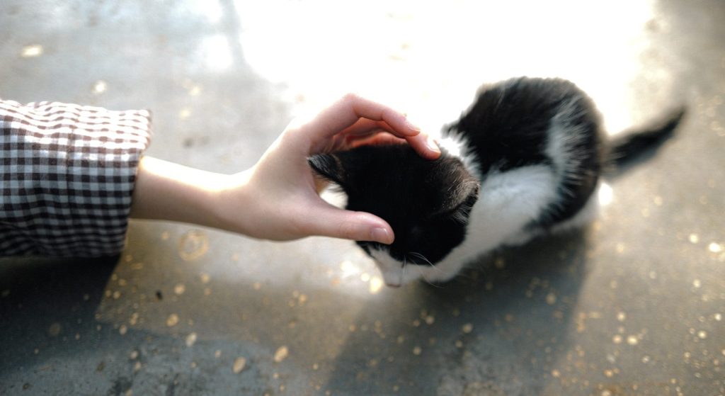 A hand petting a black and white kitten