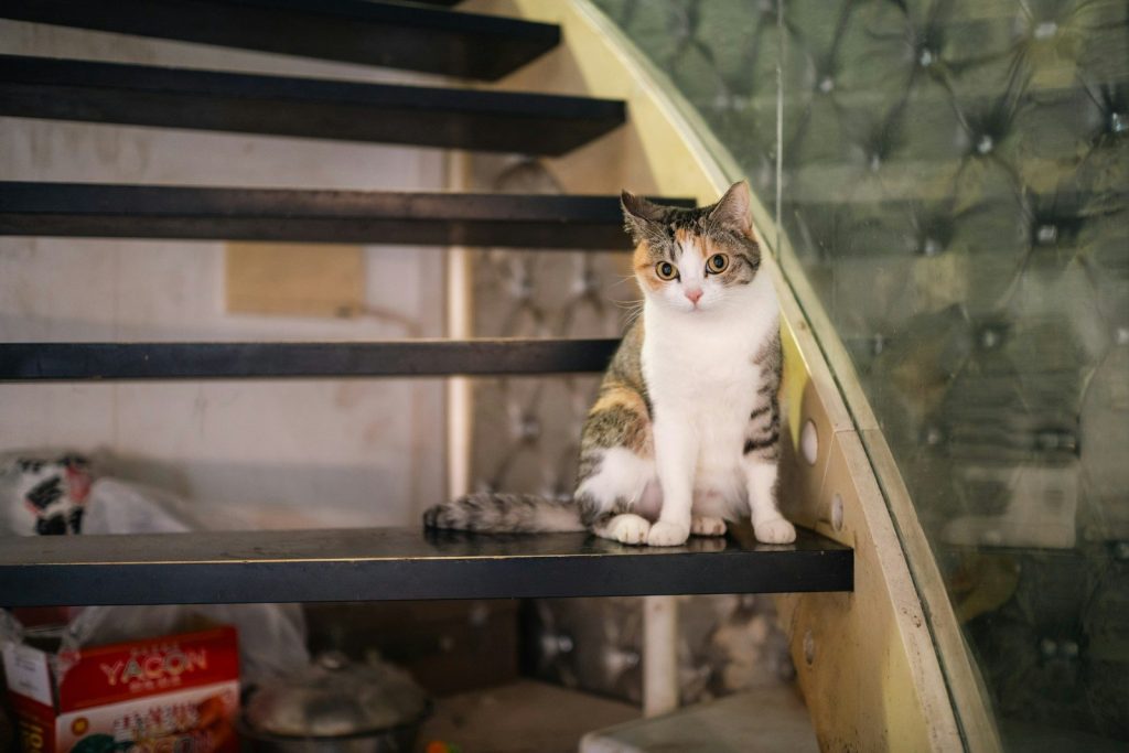 A calico cat sits on a dark staircase.