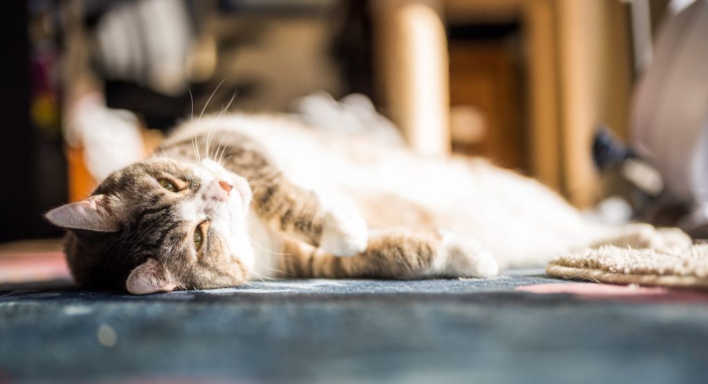 A fluffy cat rests on its back