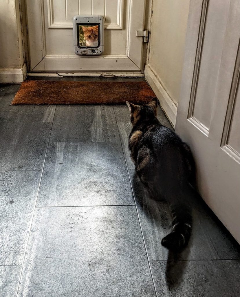 a cat sitting on the floor
