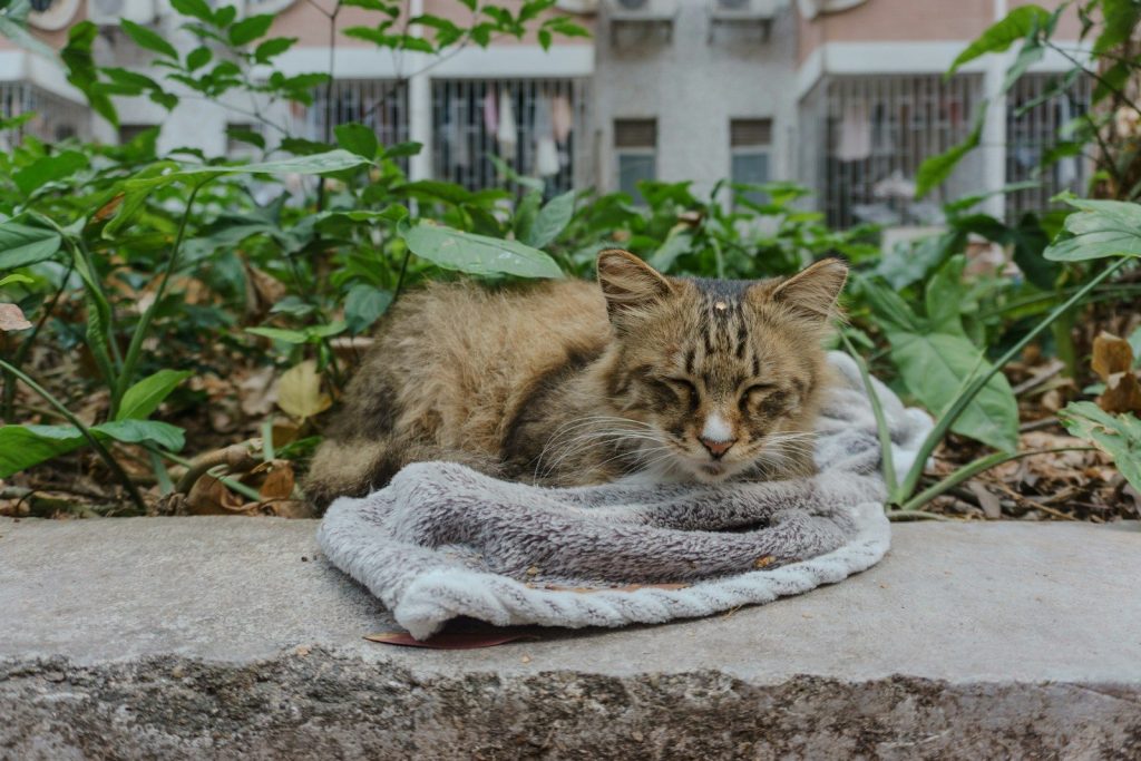 A cat naps on a towel outdoors.