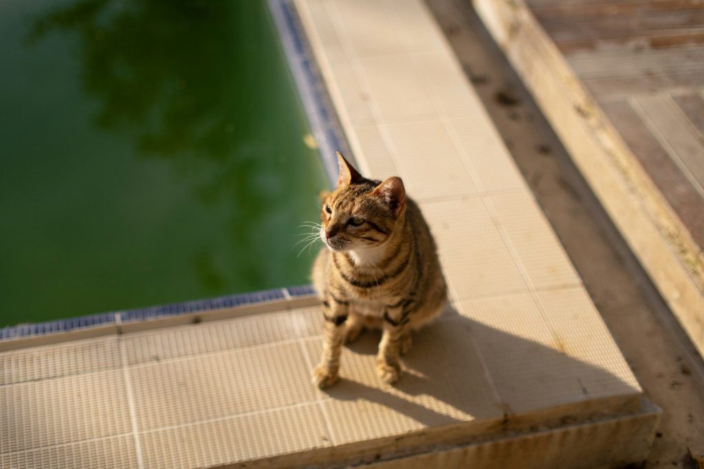 a cat sitting on a roof