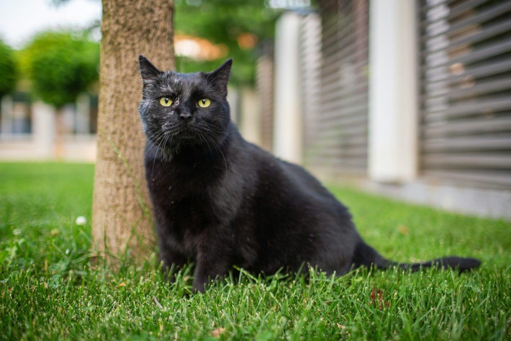 A black cat sits in the grass.
