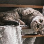 A tabby cat rests on a wooden shelf with lace.