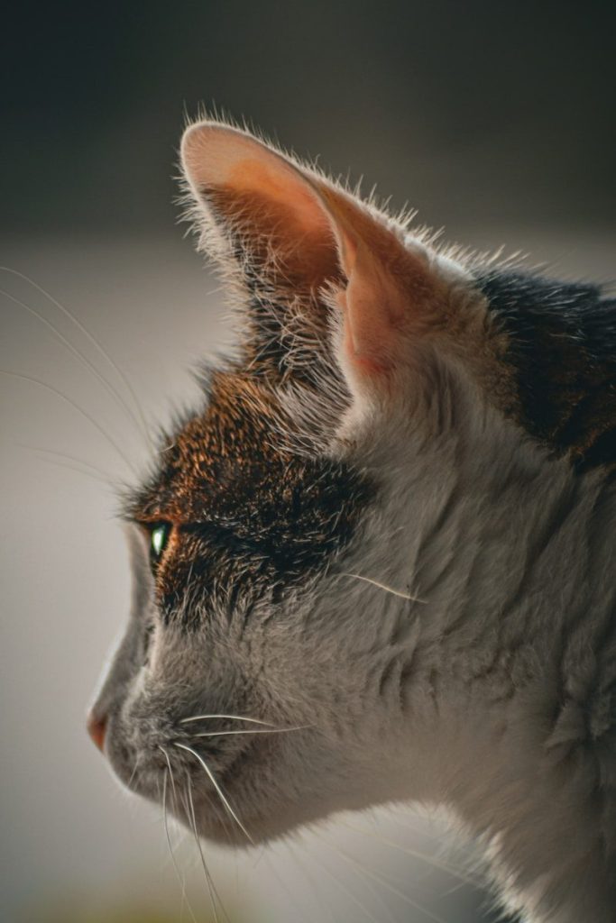 Close-up profile of a calico cat's face.