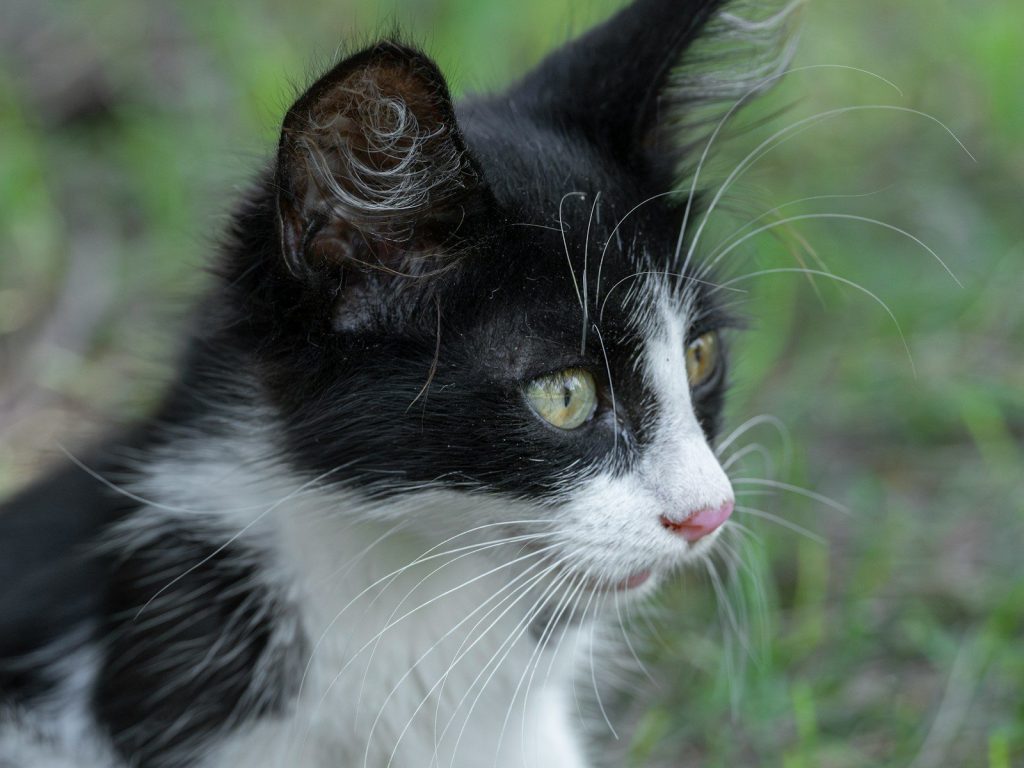 A black and white kitten with green eyes looks alert.