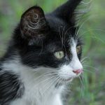 A black and white kitten with green eyes looks alert.