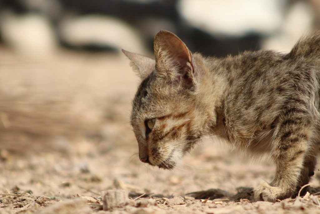A small kitten walking across a dirt field