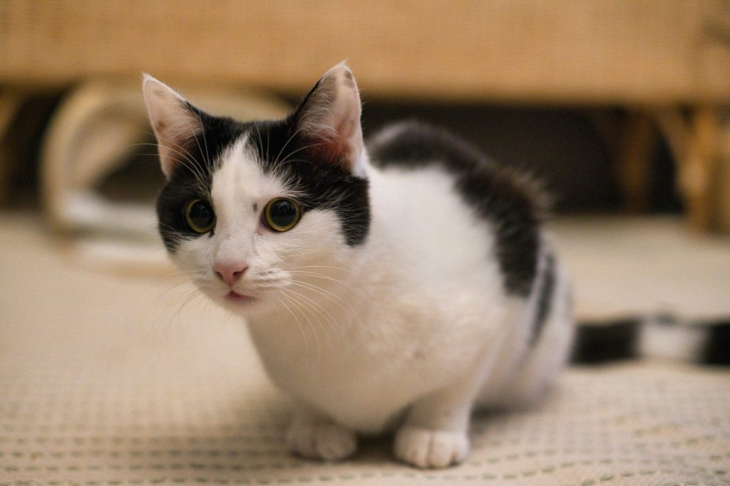 A black and white cat sits on a patterned rug.