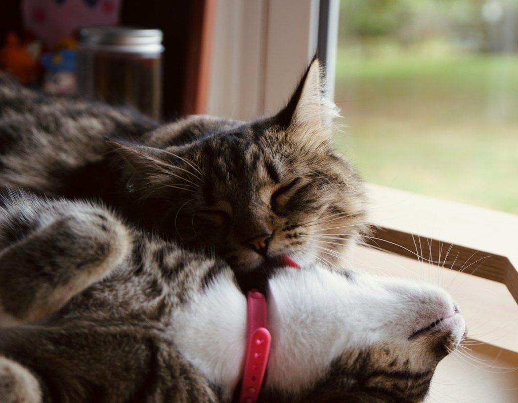 A cat that is laying down on a window sill