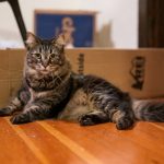 A tabby cat sits on a wooden floor with toys.
