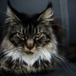 grey and black cat with angry face