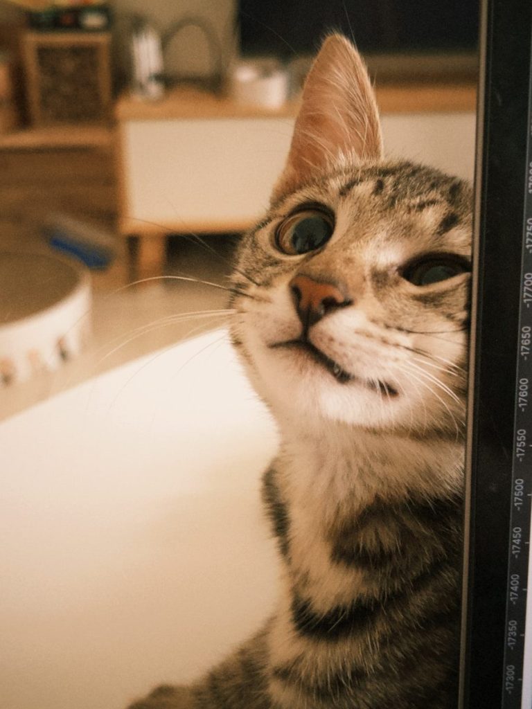 A cat looking at the camera through a mirror