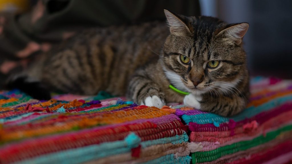 a cat lying on a colorful blanket