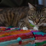 a cat lying on a colorful blanket