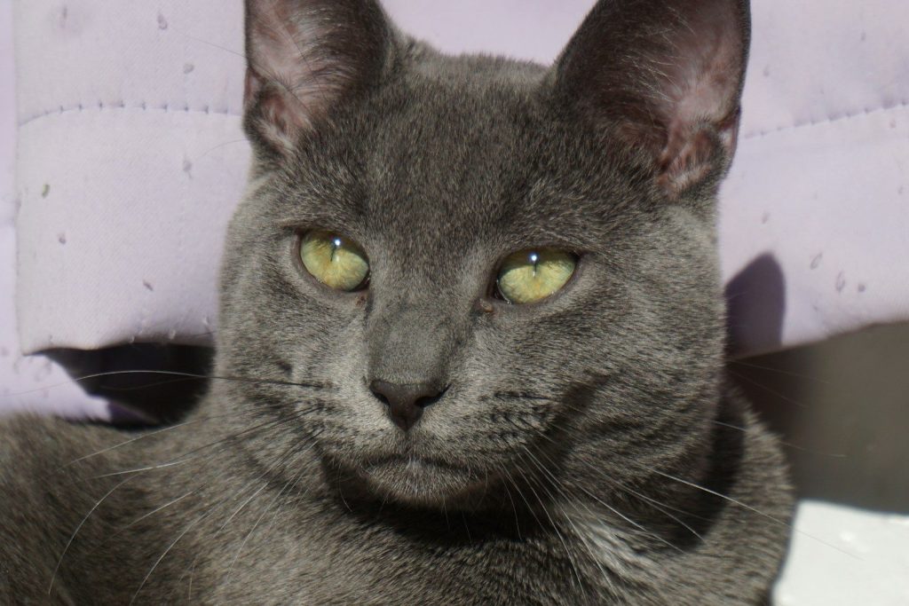 A close-up of a grey cat with green eyes.