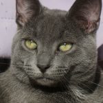 A close-up of a grey cat with green eyes.