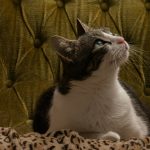 black and white cat on brown and black leopard textile