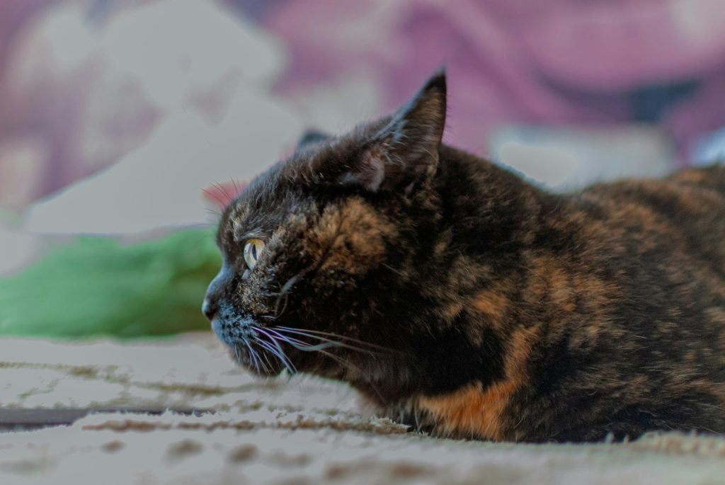 A tortoiseshell cat resting on a textured surface.