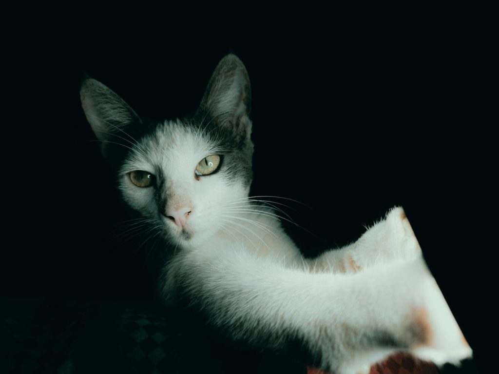 a black and white cat sitting on top of a table