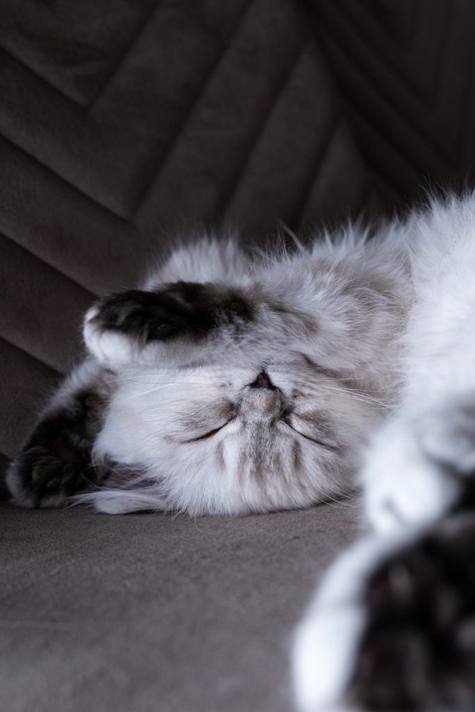 A cat laying on its back on a couch