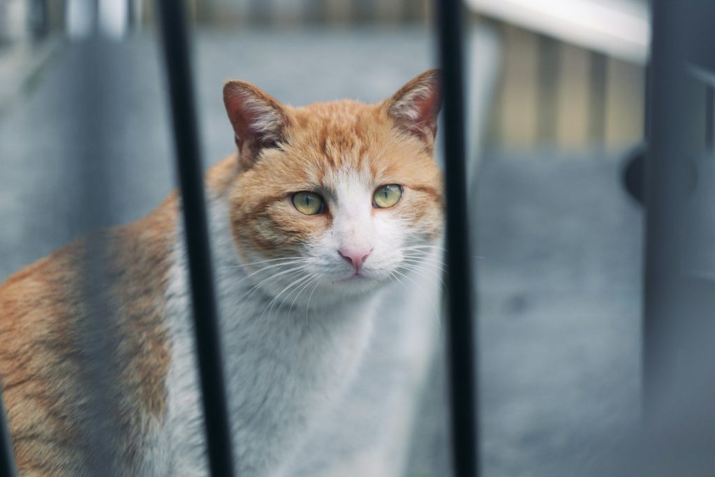 A cat peeks through bars.