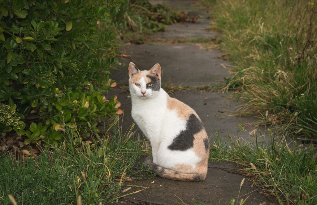 A cat sitting in the grass on a path